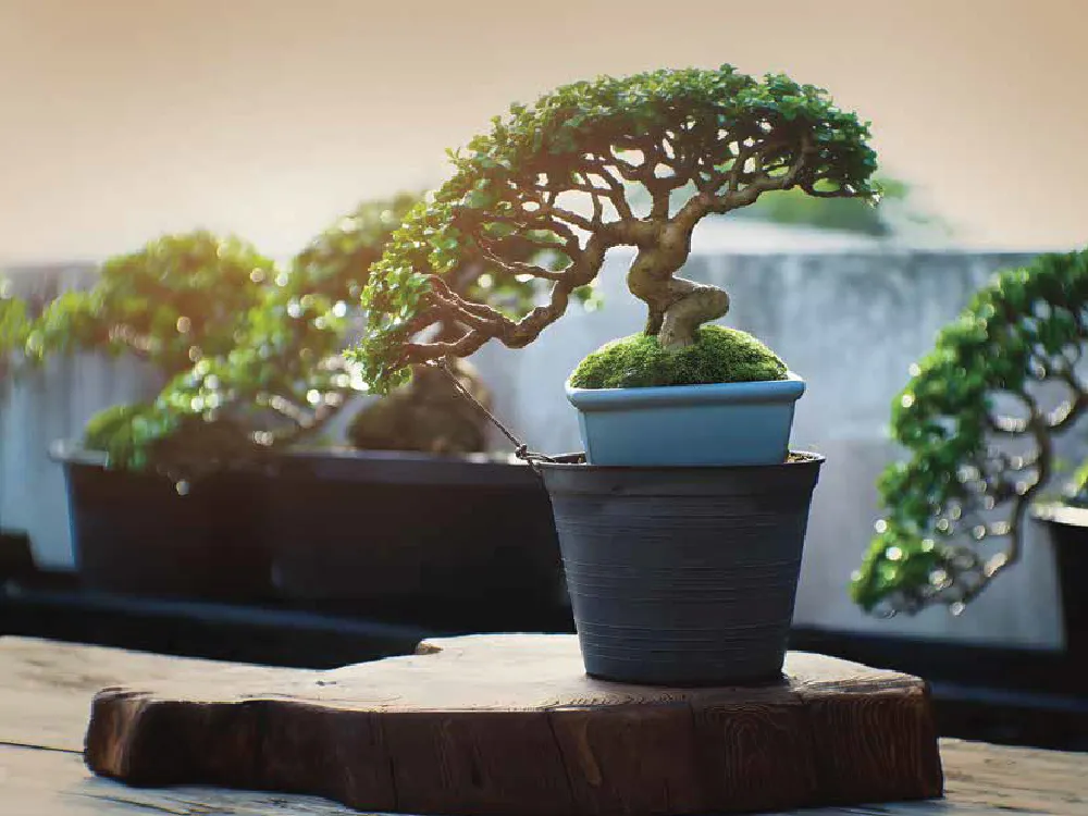 Bonsai Garden